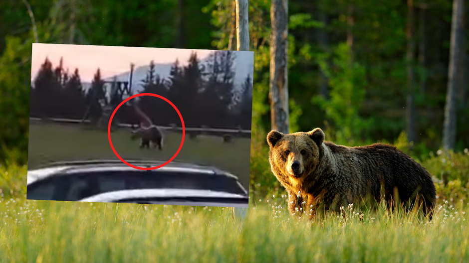 W okolicach Gubałówki grasuje niedźwiedź 