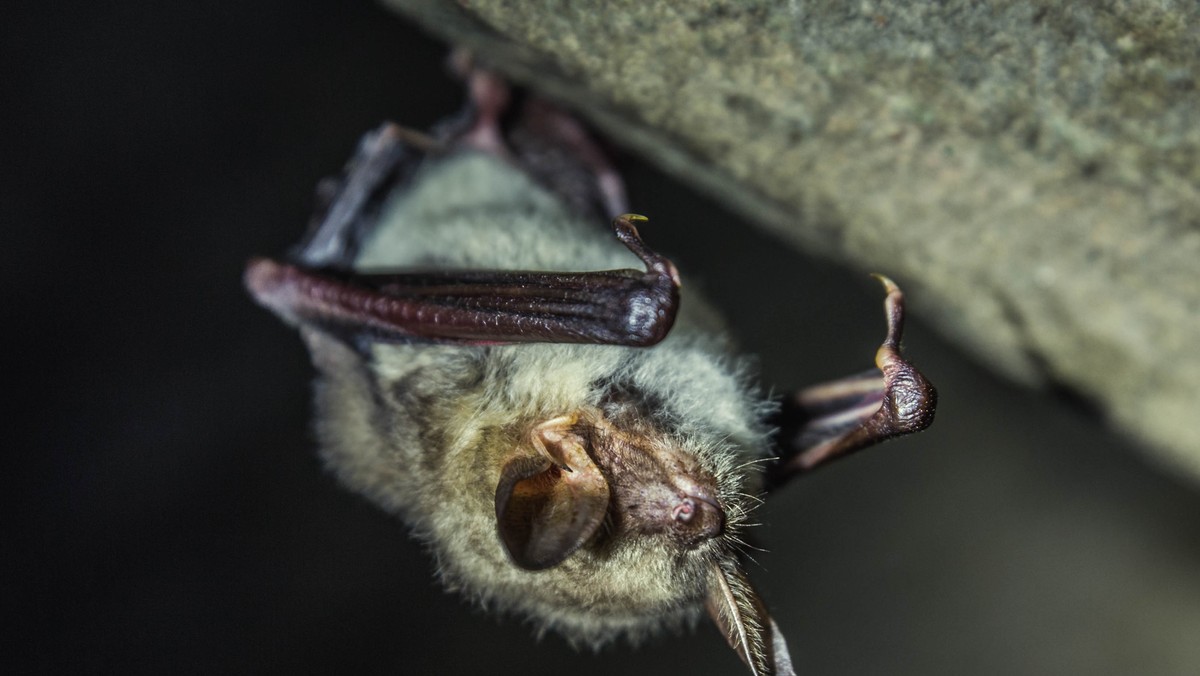 Koronawirus na świecie. Nowy raport WHO w sprawie pochodzenia patogenu