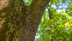 Skupieniec lipowy atakuje polskie ogrody. Czy owad jest groźny?