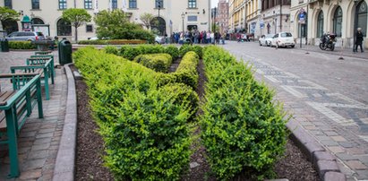 Uprawiali seks w centrum Krakowa. Interweniowała straż miejska