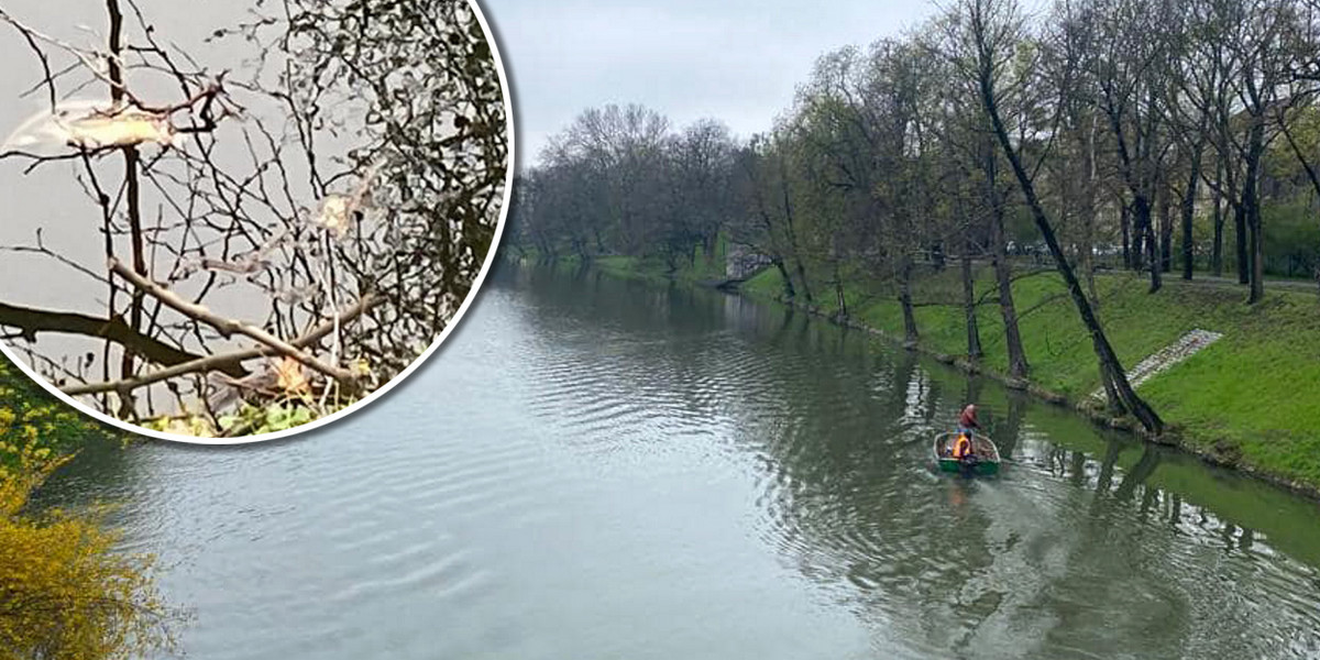 W miejskiej fosie we Wrocławiu znaleziono śnięte ryby. 