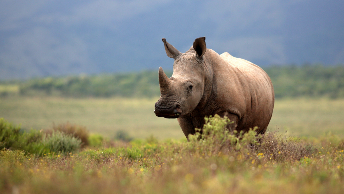 Zwierzęta: Naukowcy stworzyli dwa zarodki niemal wymarłego białego nosorożca północnego