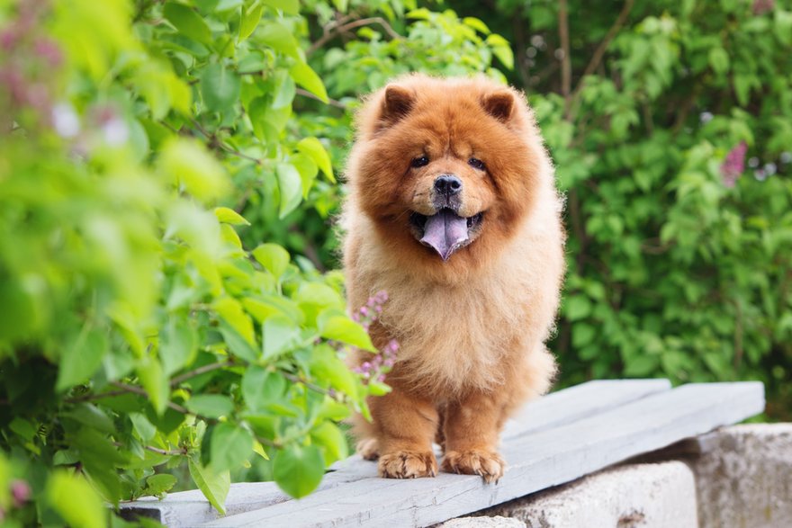 Chow chow - otsphoto/stock.adobe.com