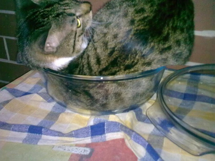 Kot w naczyniu żaroodpornym