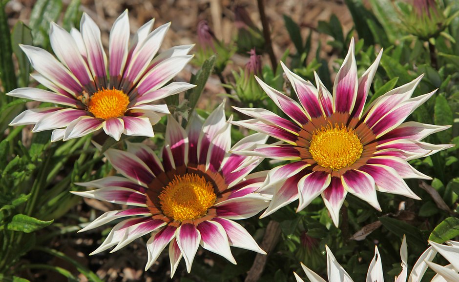 Gazania - hcast/stock.adobe.com