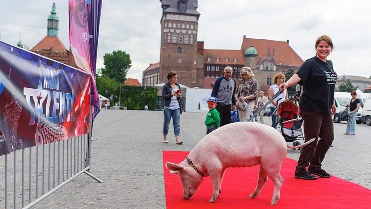 Świnia w "Mam talent"