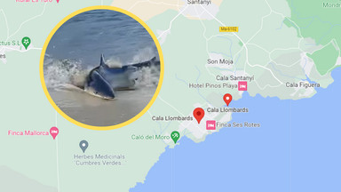 Dwumetrowy rekin przy obleganej przez turystów plaży. Coraz częstsze doniesienia