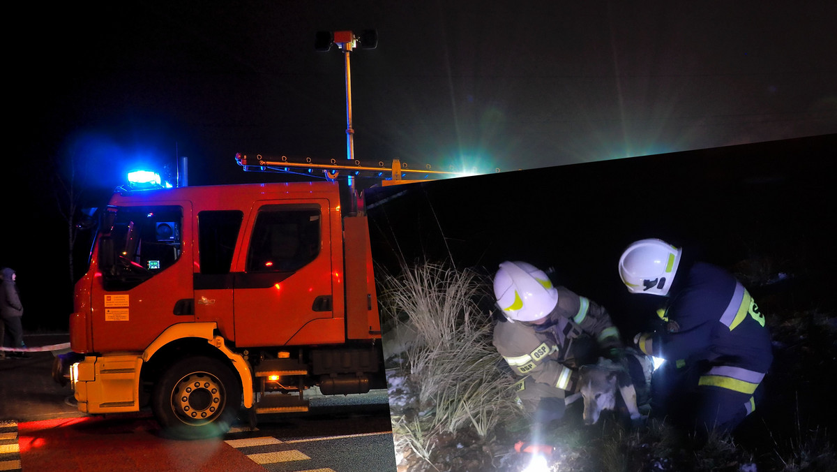 Wielkopolska. Suczka weszła na środek jeziora. Zarwał się pod nią lód