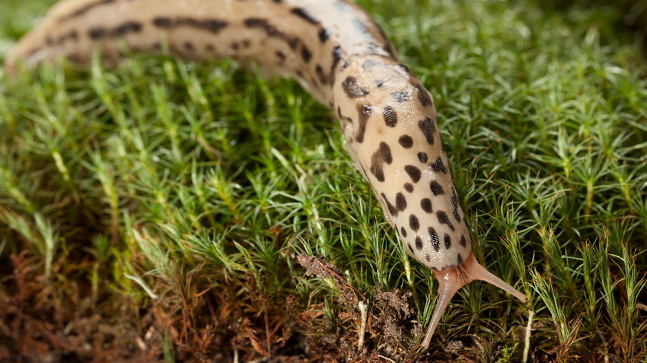 Pomrów wielki (Limax maximus)