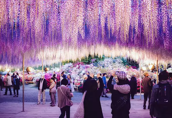 Japonia od kwietnia do maja to najpiękniejsze miejsce na ziemi. Odwiedź park Ashikaga