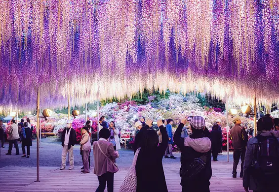 Japonia od kwietnia do maja to najpiękniejsze miejsce na ziemi. Odwiedź park Ashikaga