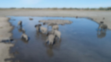 Tajemnicze zgony setek słoni w Botswanie