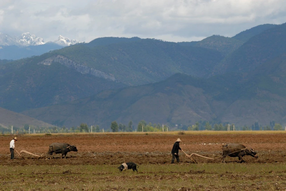 Vu na popularnoj platformi objavljuje kratke snimke sa očeve farme svinja