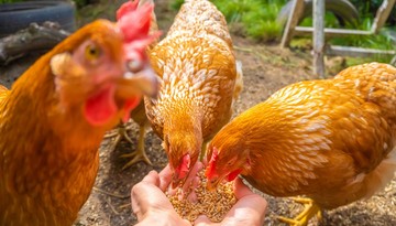 Polskie kurczaki zakładnikiem Pekinu