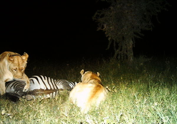 Tanzania - Park Narodowy Serengeti - bezkrwawe pułapki