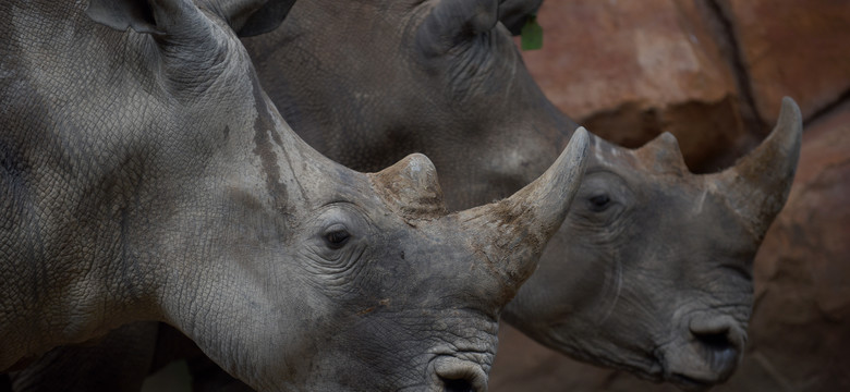 Naukowcy stworzyli dwa zarodki niemal wymarłego białego nosorożca północnego