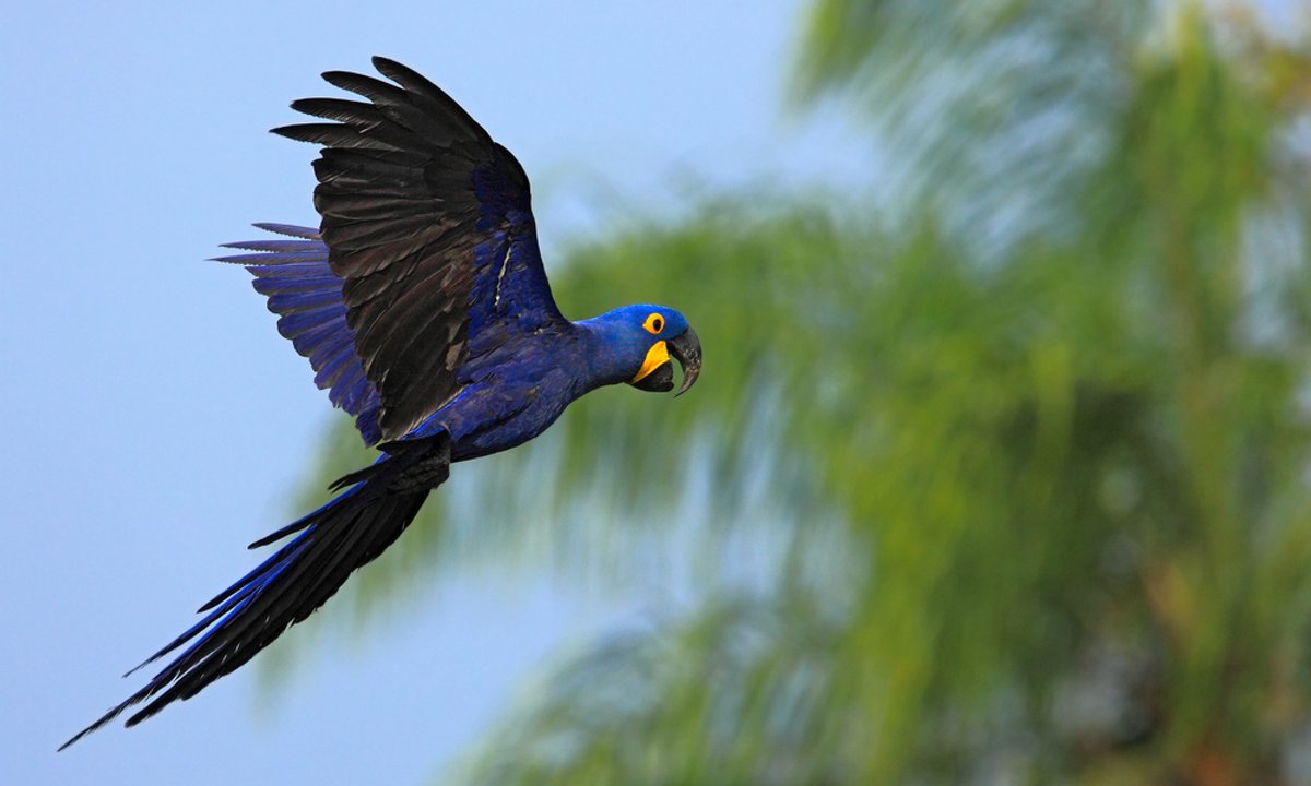 Nietypowy gość w warszawskiej restauracji. Wleciała i usiadła mu na ramieniu