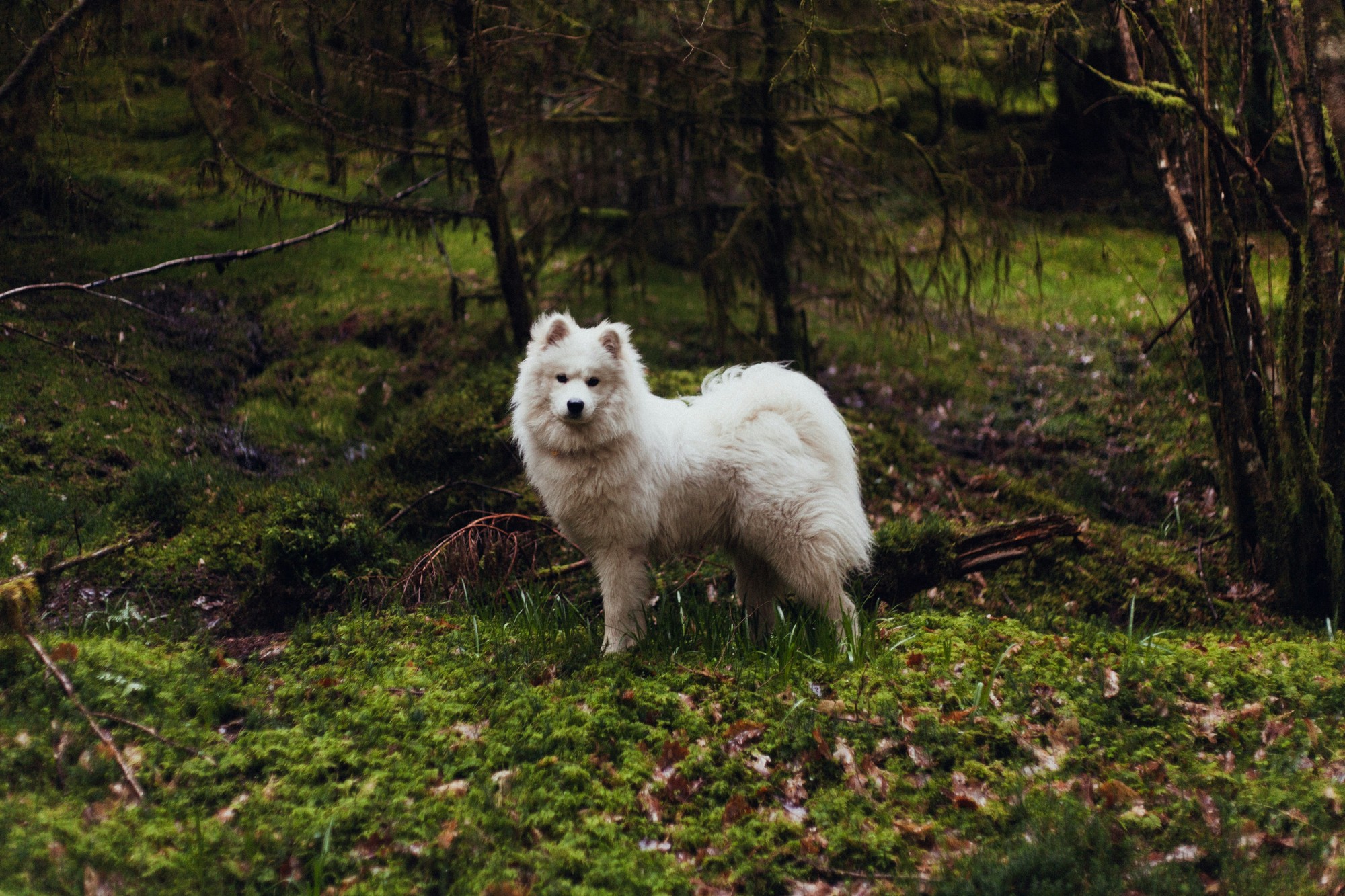 Samojed.