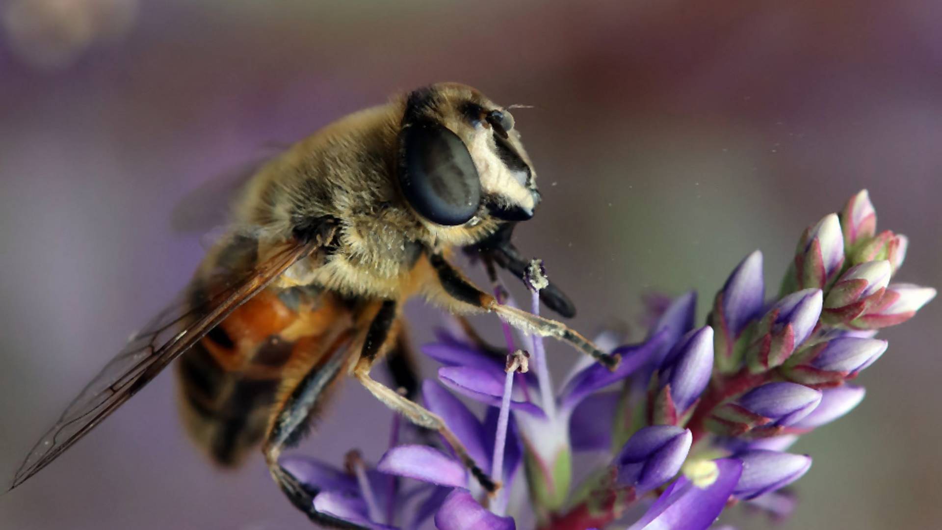 "Uratuj planetę, uratuj pszczoły". Pornhub stworzył nowy gatunek filmów porno - BeeSexual