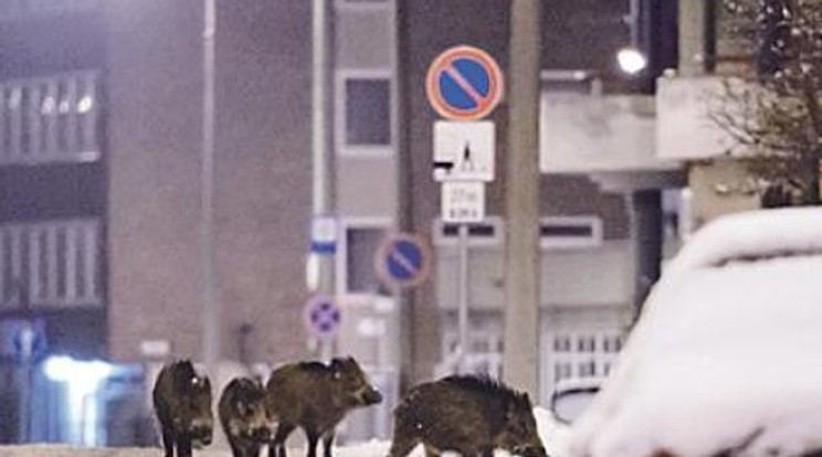 Megőrjíti az állatokat a hosszan tartó tél