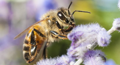 Może nastąpić nawet kilka minut po ukąszeniu pszczoły! Wstrząs anafilaktyczny to śmiertelne zagrożenie. Co robić, gdy wystąpi?