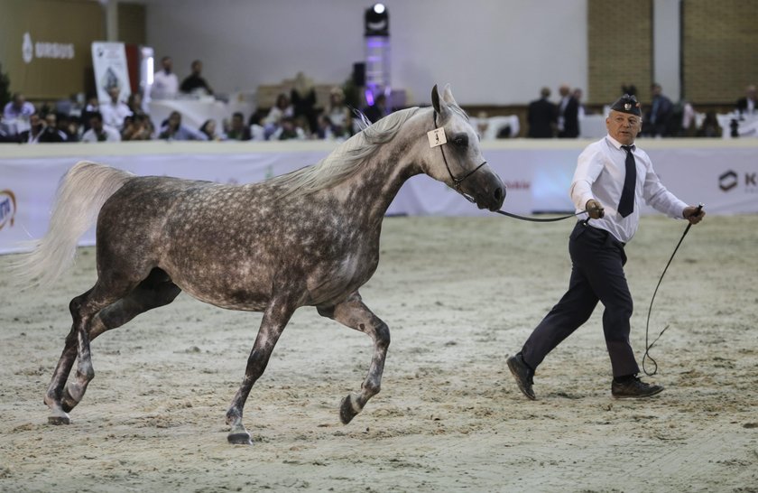 Aukcja koni arabskich Pride of Poland w Janowie Podlaskim