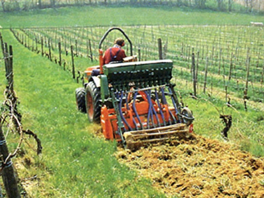 Vinogradi „Navip Fruškogorac” iz Petrovaradina