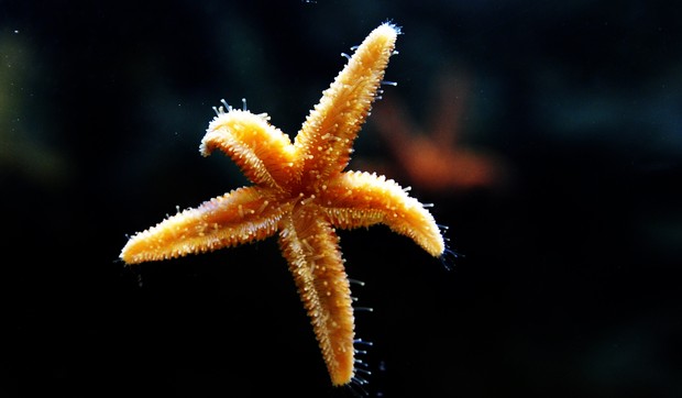 99567_morska-zvezda-01--foto--afp
