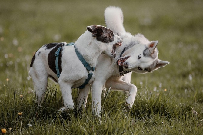 Veterinari tvrde da su ove 4 rase pasa najzahtevnije i da malo ljudi može da ih podnese