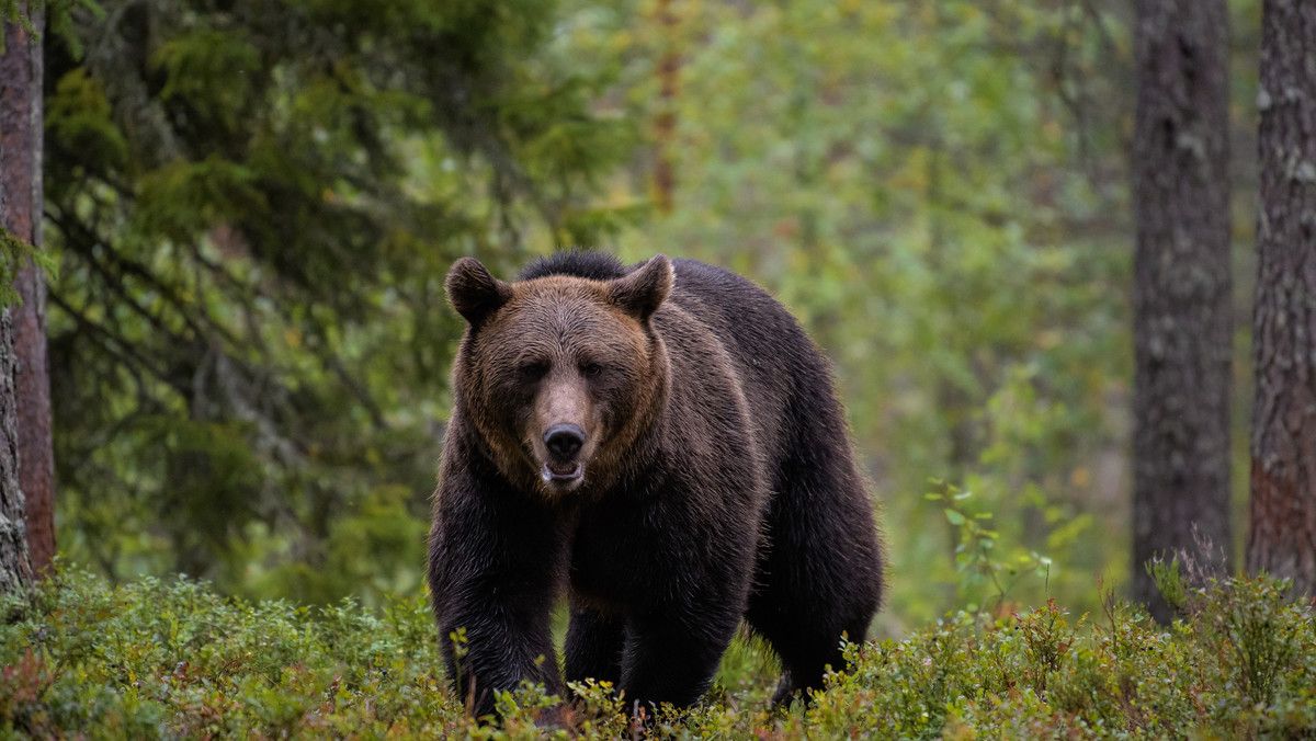 Białowieża: Niedźwiedź brunatny w polskiej części Puszczy Białowieskiej. Po raz pierwszy od kilkudziesięciu lat