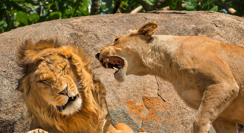 Nagging is a Universal Concept by Scott Frier. Scott Frier/Nikon Comedy Wildlife Awards