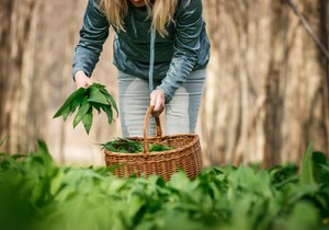 Sremuš je samonikla biljka koja ima niz zdravstvenih benefita
