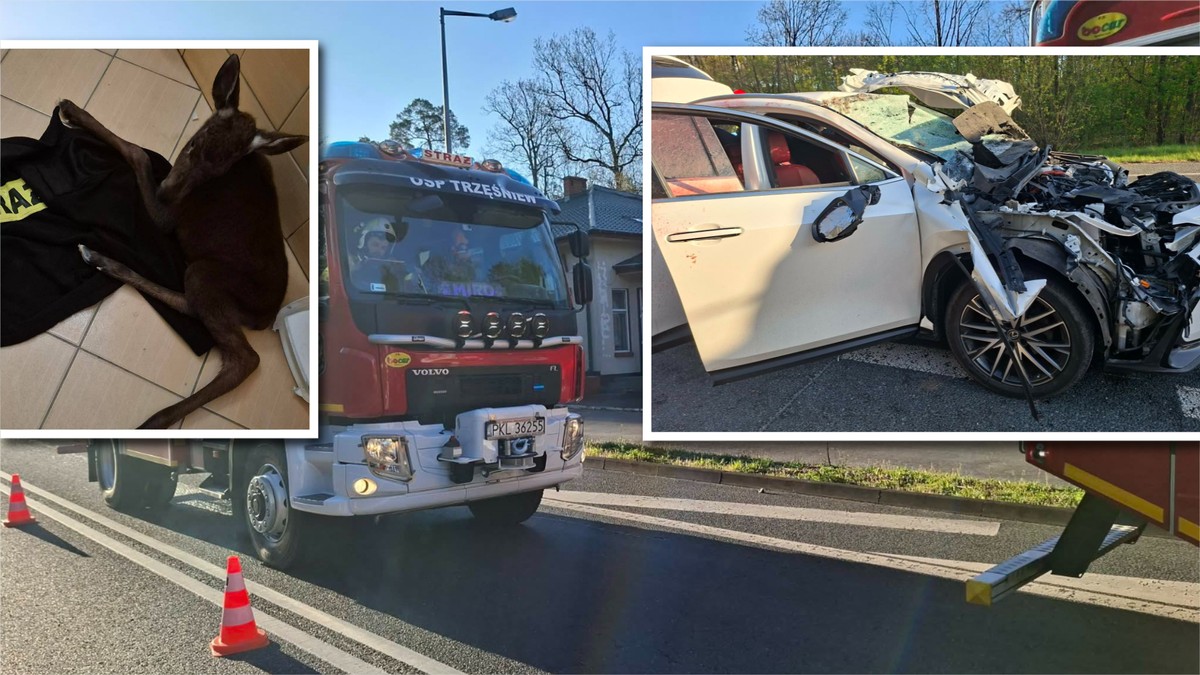 Niespodziewany finał kolizji z łosiem. Samica nie przeżyła, ale urodziła młode