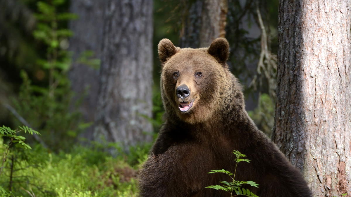Rosyjska policja uratowała parę turystów, których daczę w mieście Ust-Ilimsk na Syberii odwiedził… niedźwiedź. Strzały ostrzegawcze odstraszyły zwierzę zwabione zapachem barszczu zostawionego na werandzie.