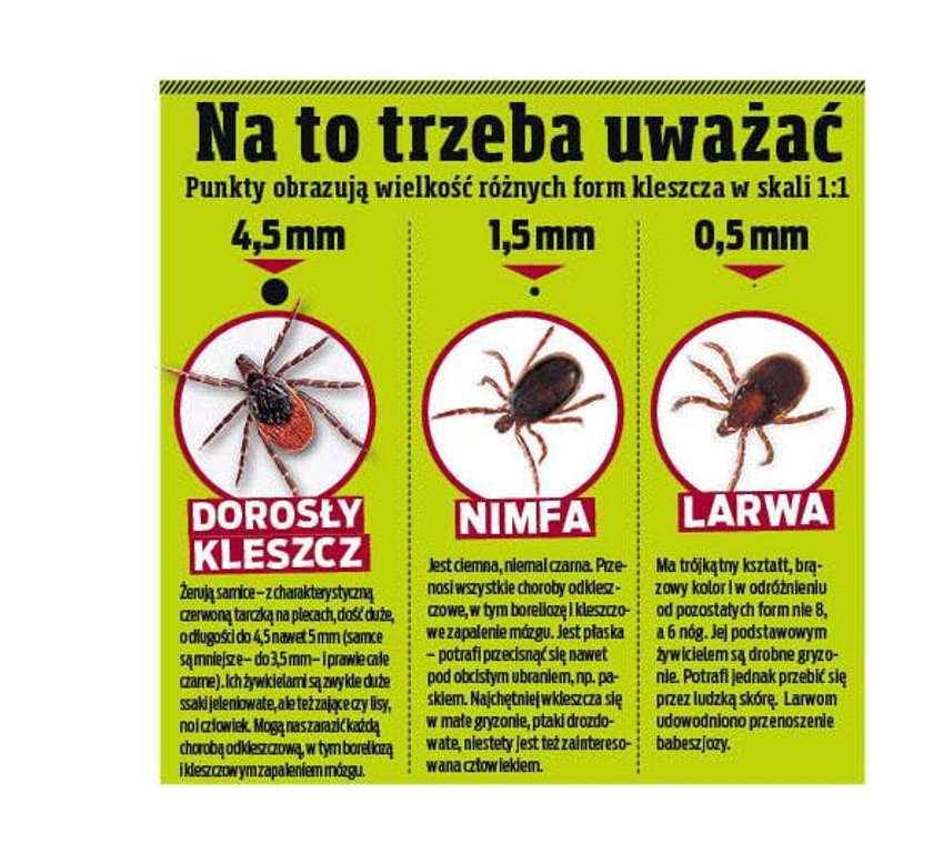 Niestety, kleszcze są niebezpieczne nawet nim staną się dorosłe