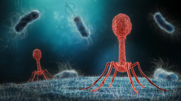 Bakteriofag - charakterystyka, korzyści zdrowotne, terapia fagowa