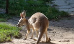 Pod Działdowem szukają... kangura. "Właścicieli nie obchodzi jego los"