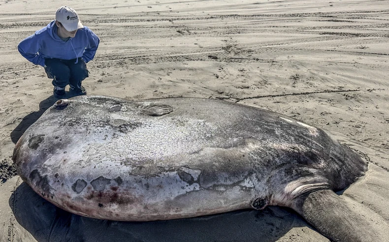Retka riba na plaži u Oregonu