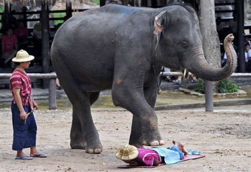 THAILAND - ELEPHANT - TOURISM