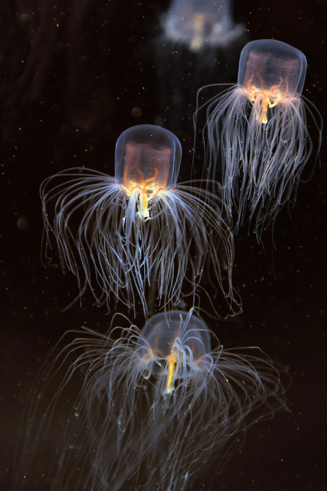 2. Osa morska czyli box jellyfish