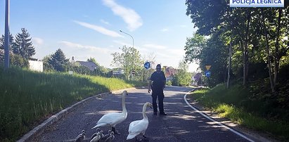 Zatrzymali ruch dla... rodziny łabędzi. Urocze zdjęcia