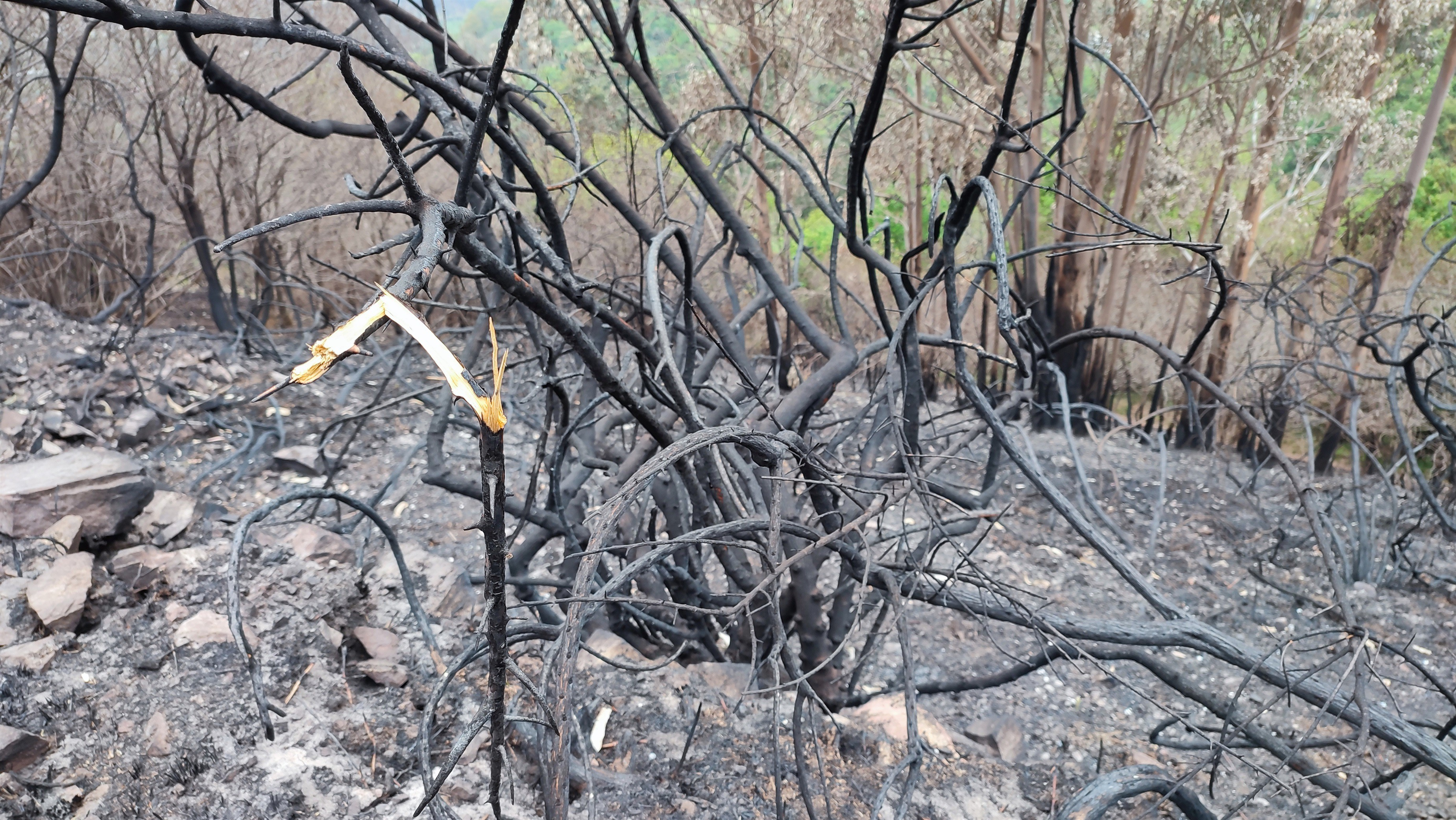 Alerta Asturias: Incendios activos afectan 16 municipios