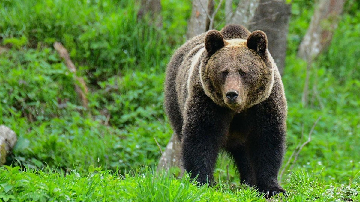 Većina poljskih mrkih medveda živi u jugoistočnom regionu Bješčadi (arhivska fotografija) | Foto: AFP via Getty Images