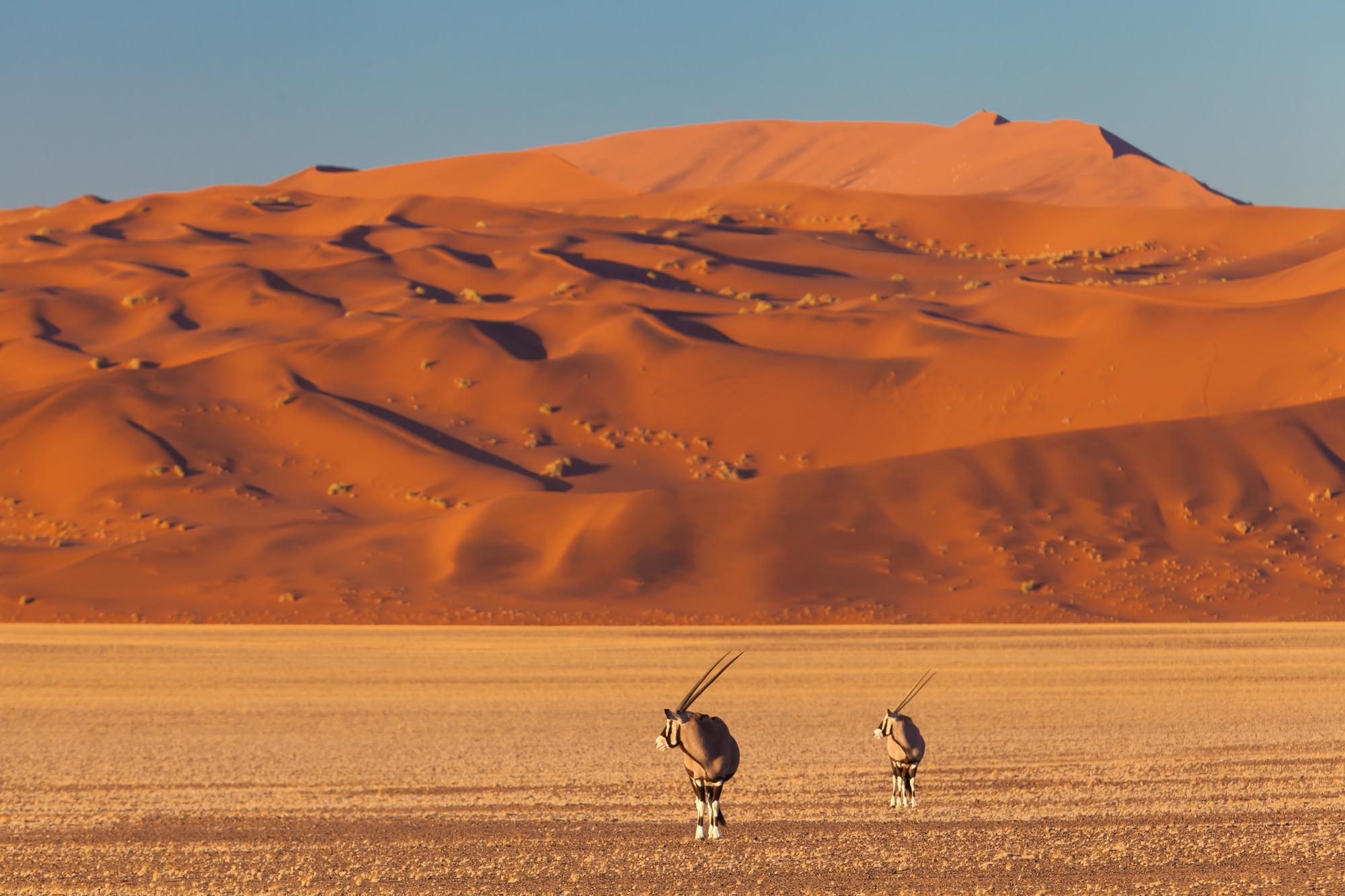 Odhadovaný vek púšte je 55 miliónov rokov.