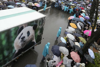 Słynna panda musi wrócić do Chin. Żegnały ją tłumy.