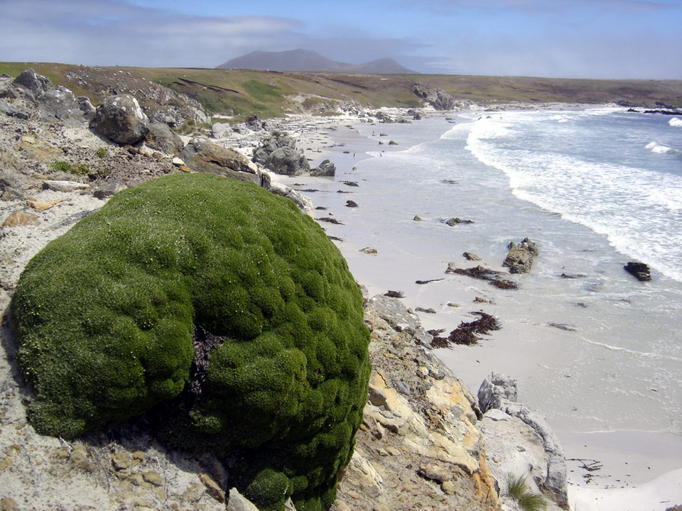 Balsam-bog (Bolax gummifera) na Pebble Island