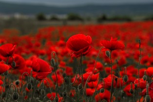 Słowackie media: Łabędzie uzależniły się od maku; ptaki padły