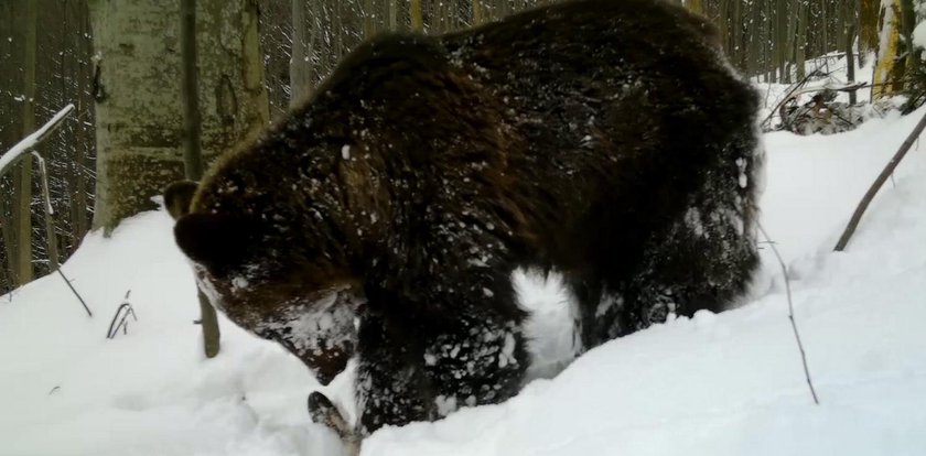 Uwaga na szlakach! Niedźwiedzie budzą się