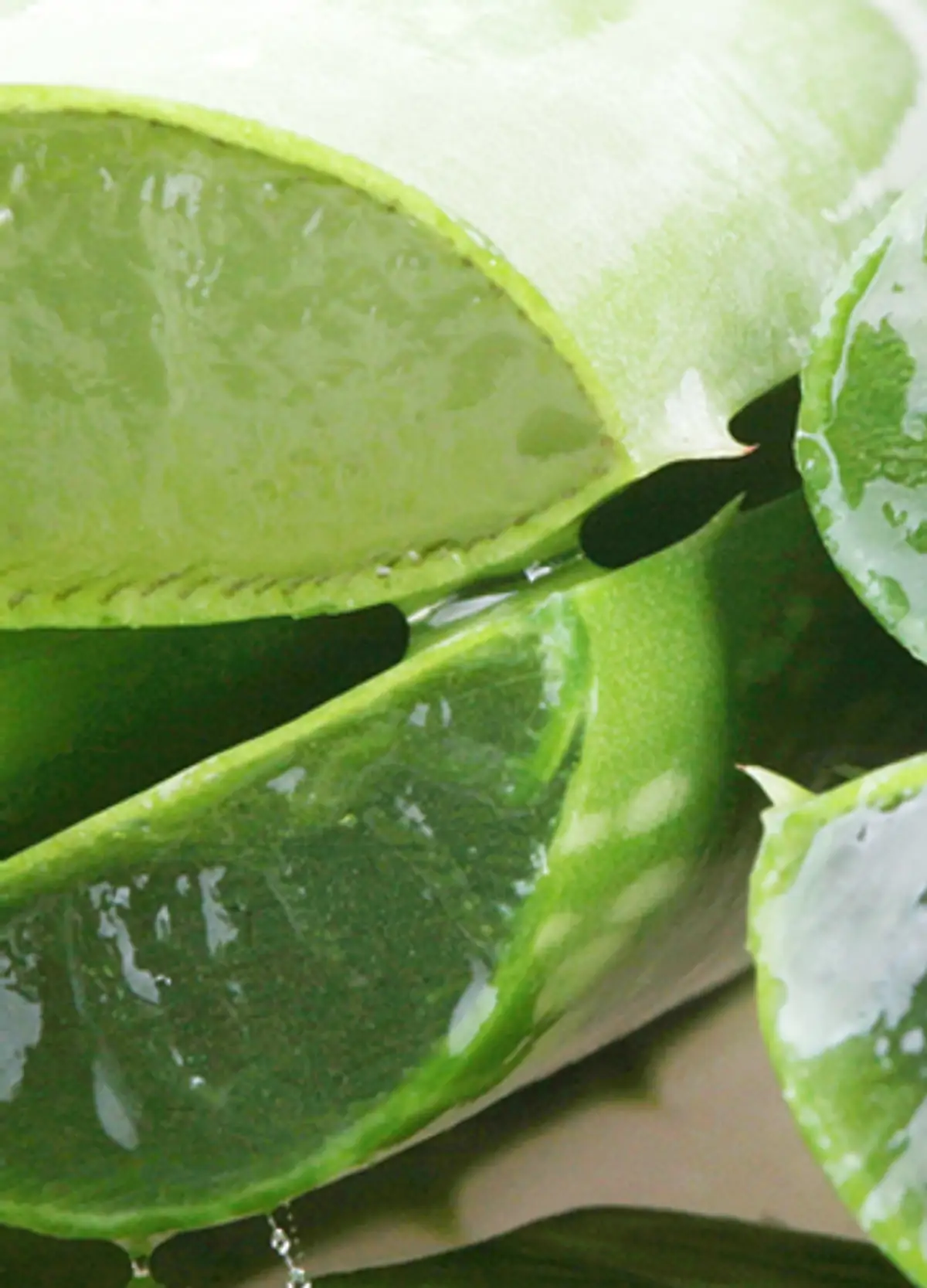 Aloes na twarz  cudowny, naturalny rodek na wiele dolegliwoci | Ofeminin