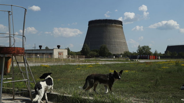 Friss kutatás: genetikailag módosultak a Csernobil környékén élő kóbor kutyák